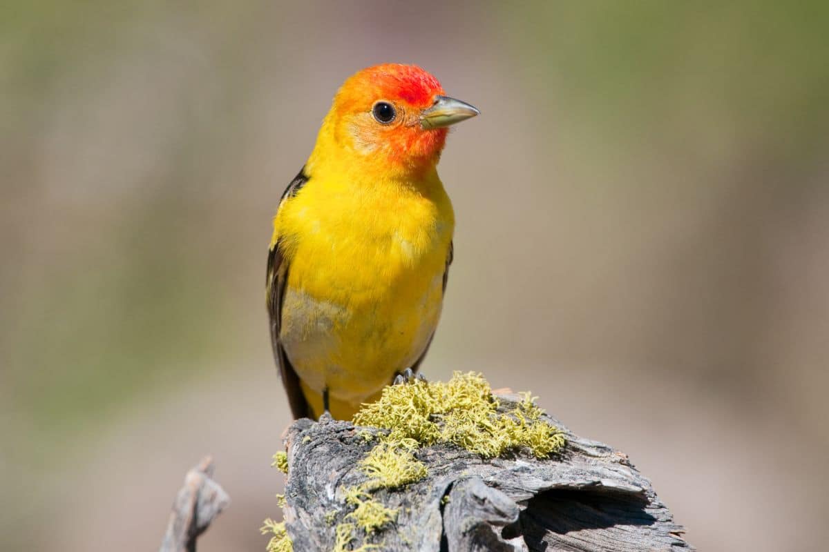 A beautiful Western Tanager perching on an old wooden pole with moss.