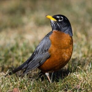 A beautiful American Robin standing on the ground.