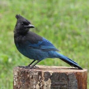 A beautiful Stellar Jay perched on a wooden log.