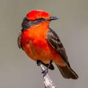 A beautiful Vermillion Flycatcher perched on a branch.