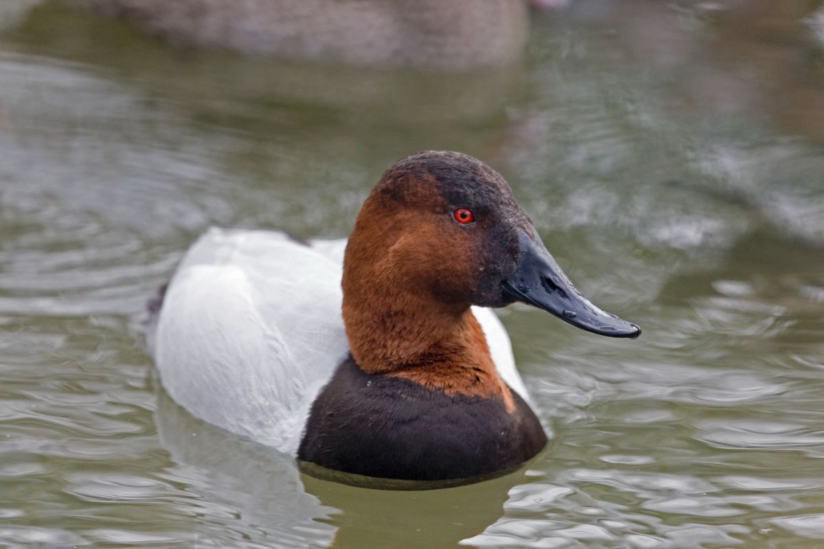 A beautiful Canvasback swimming in water.