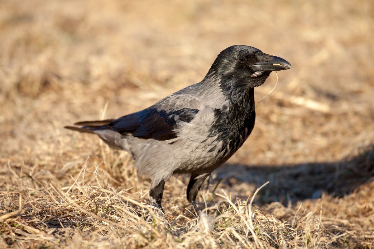 Common Raven stadning on dry grass on a sunny day.