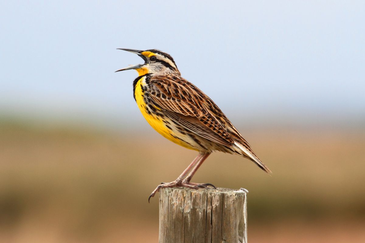 A cute Eastern Meadowlark with an open beak perching on a wooden pole.