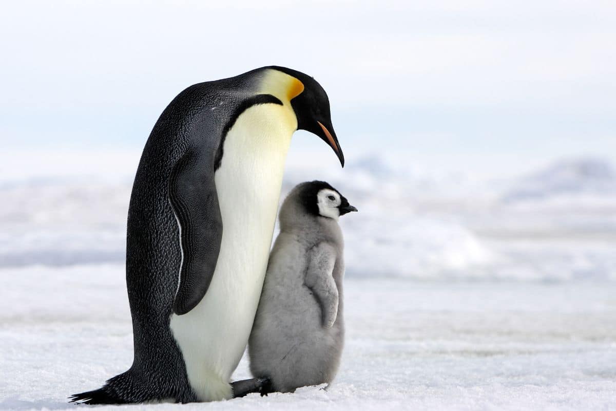 An adult and a young Emperor Penguin on frozen ground.