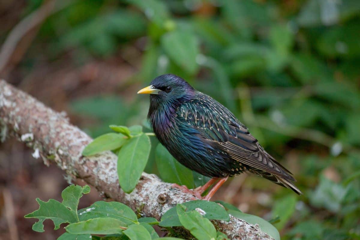A beautiful European Starling perched on a branch.