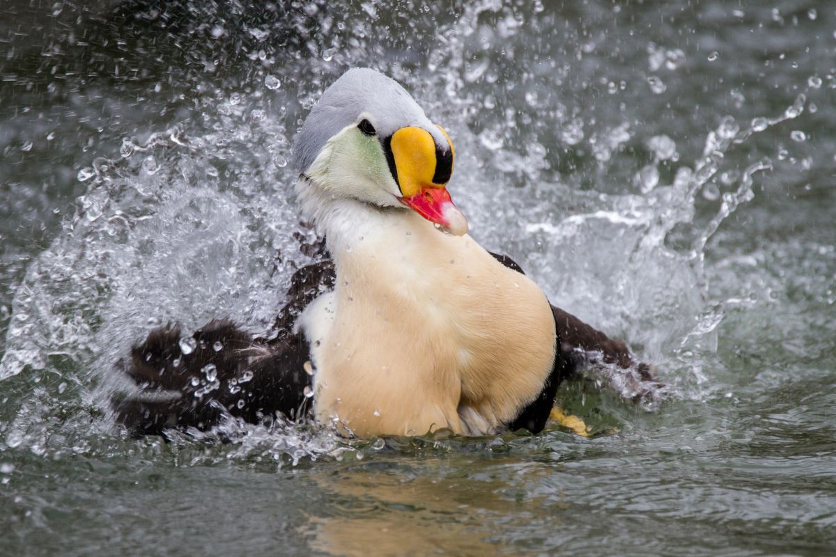 A big King Eider splashing water.