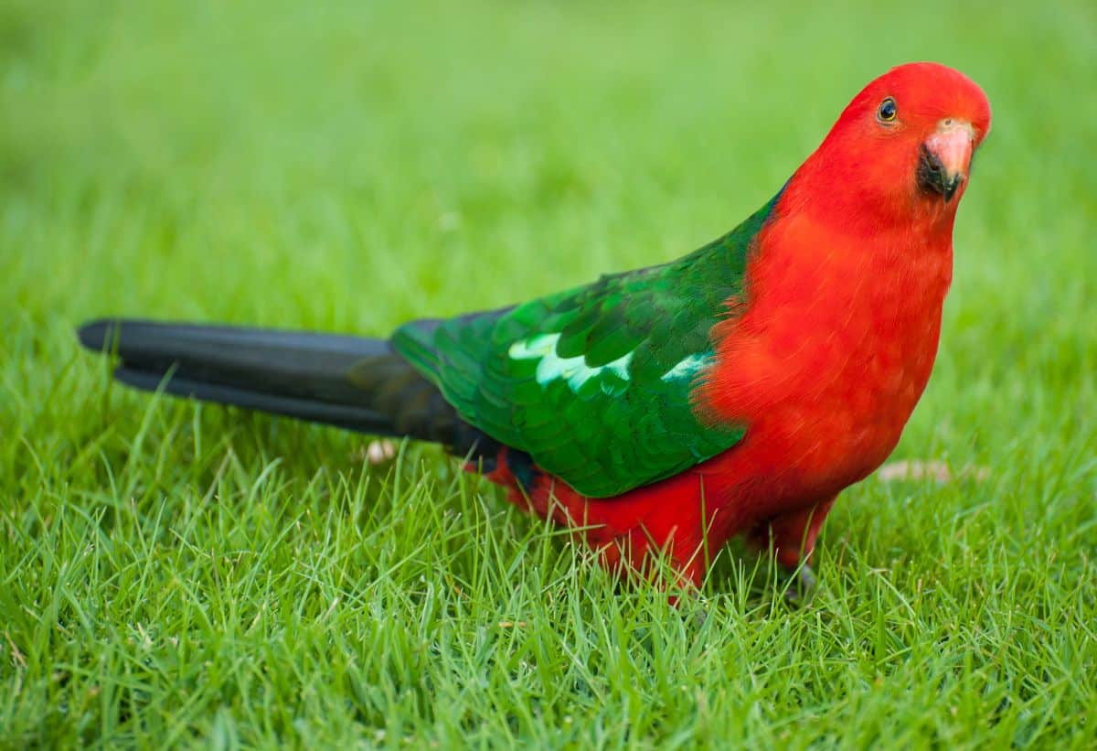 A beautiful Papuan King Parrot standing on green grass.