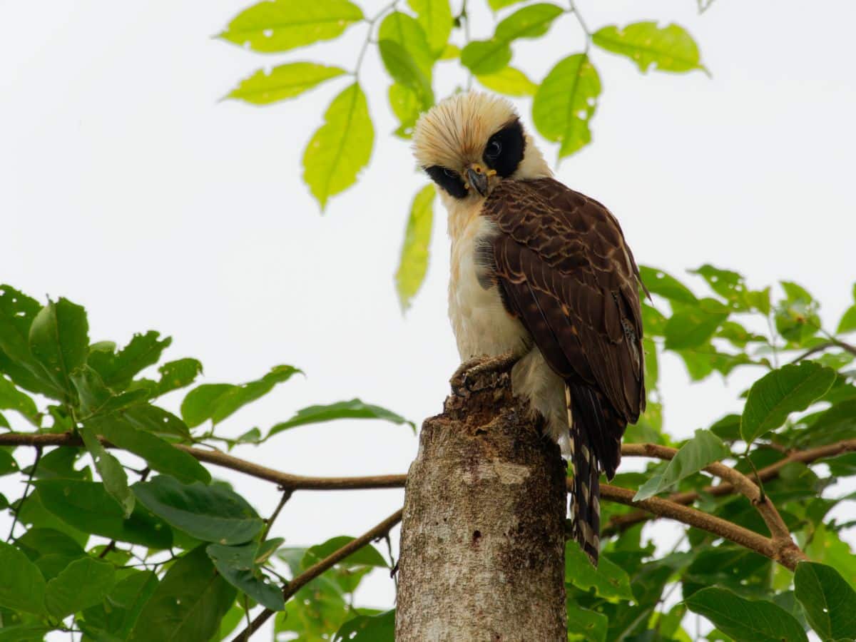 A beautiful Laughing Falcon perched on a tree.
