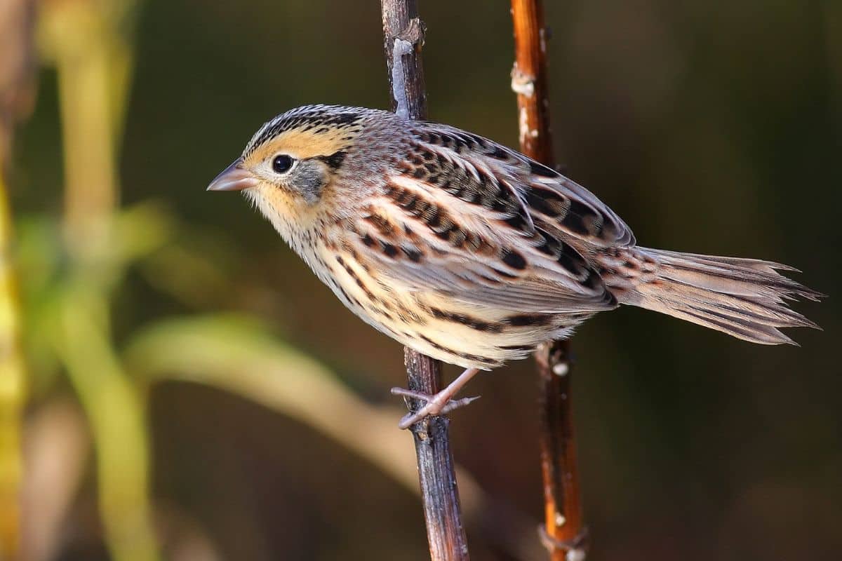 A cute LeConte’s Sparrow perched on a branch.
