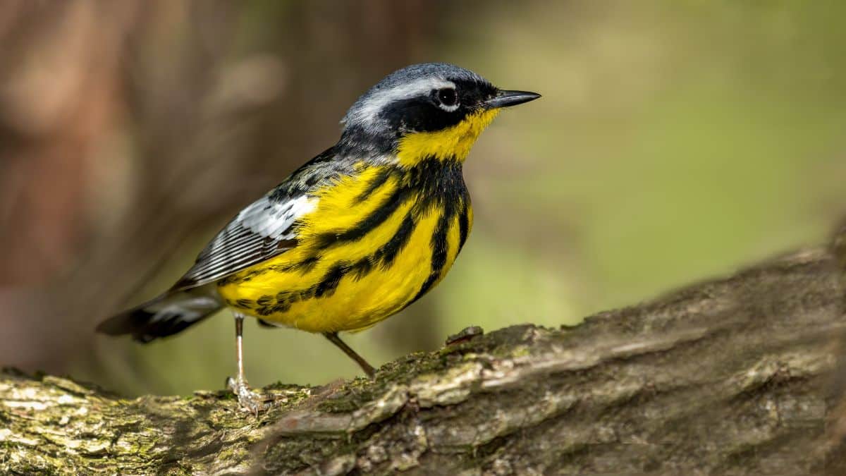 A cute Magnolia Warbler perched on a tree.