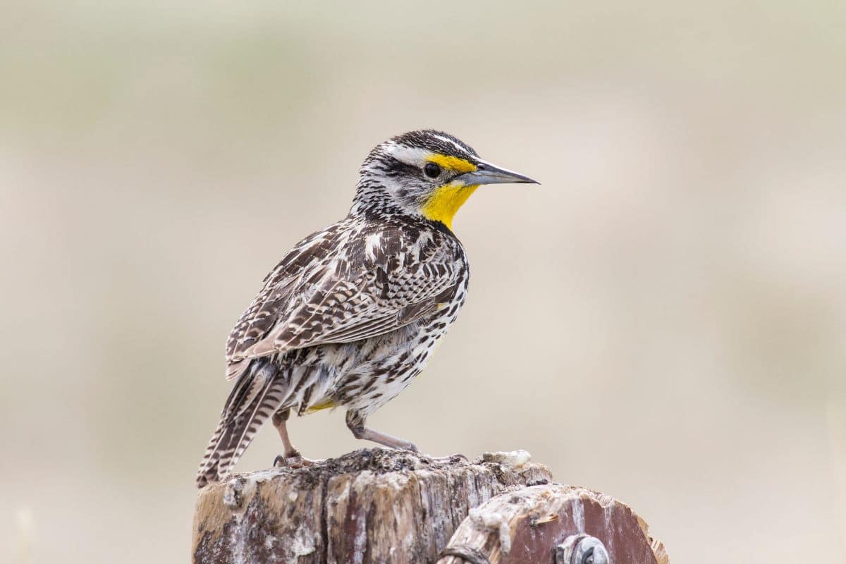 A cute Meadowlark perched on a wooden pole.