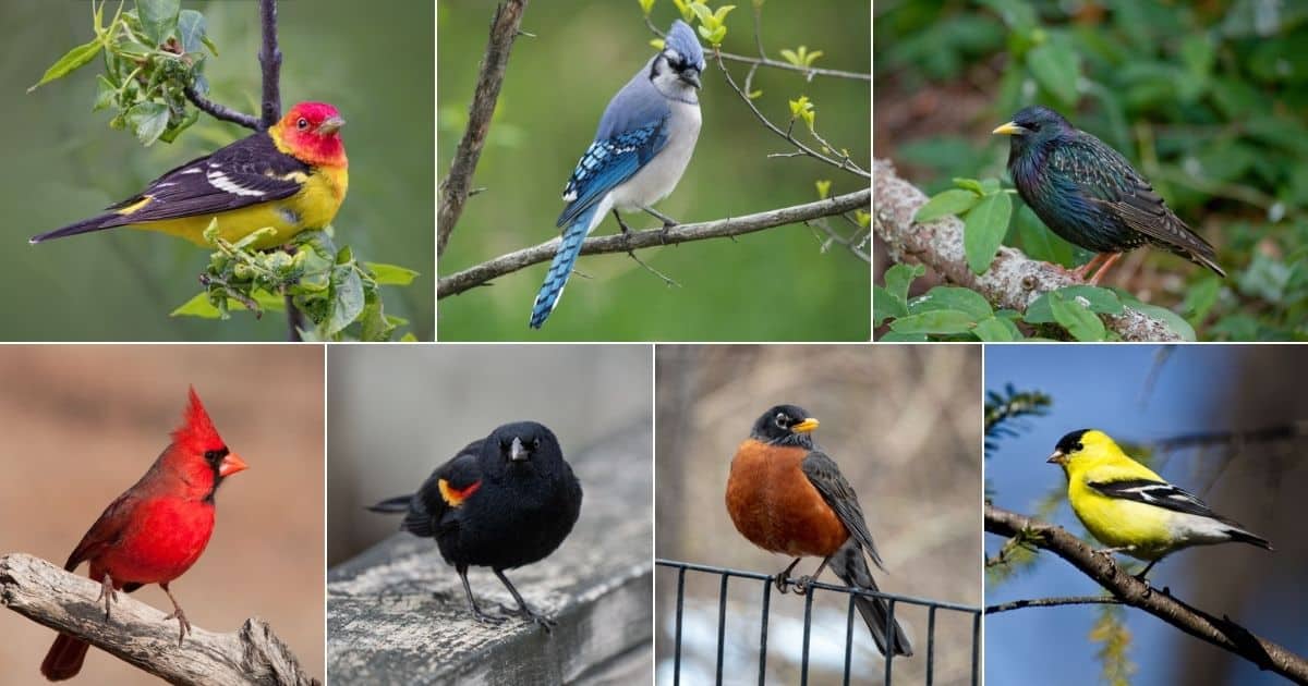 Seven images of beautiful birds.