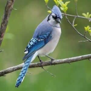 A beautiful Blue Jay perched on a thin branch.
