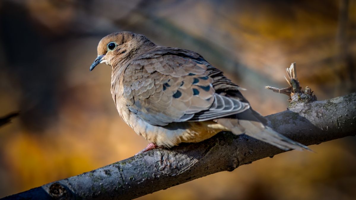 A beautiful Mourning Dove perched on a branch.
