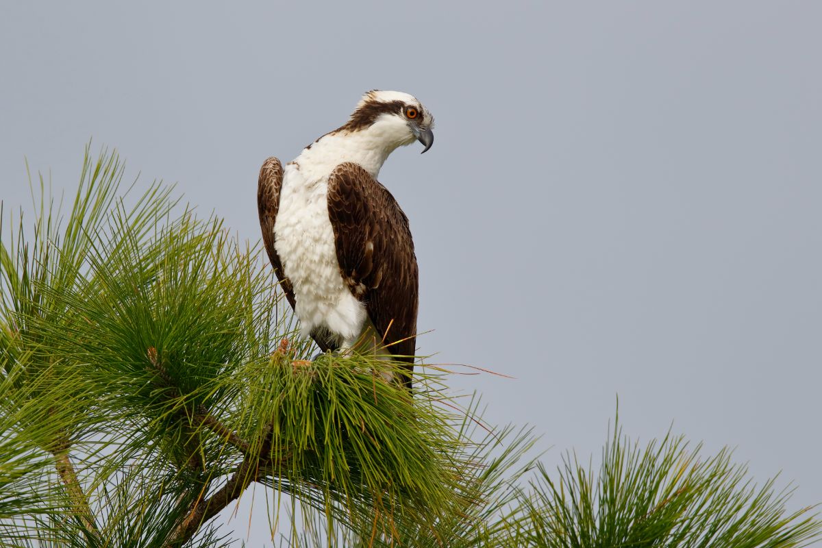 A beautiful Osprey perched on the top of a pine tree.