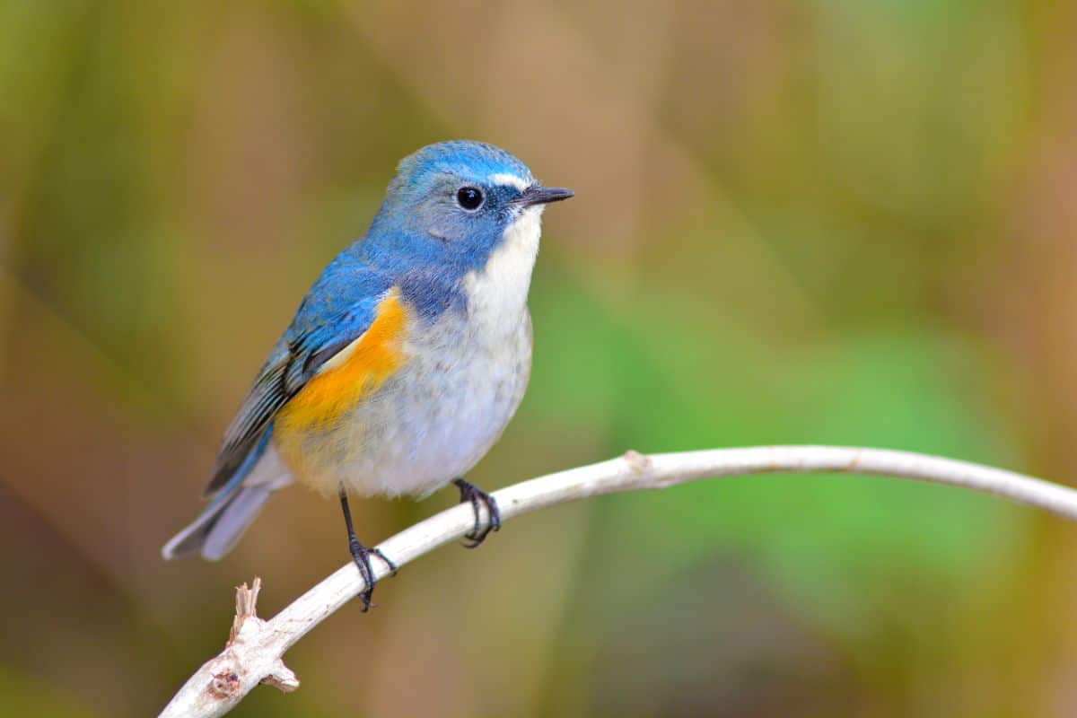 A beautiful Red-Flanked Bluetail perching on a thing branch.
