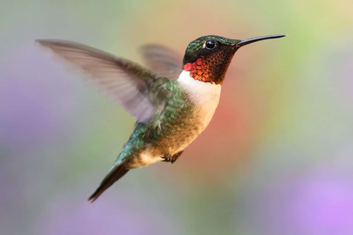 A beautiful flying Ruby-throated hummingbird.