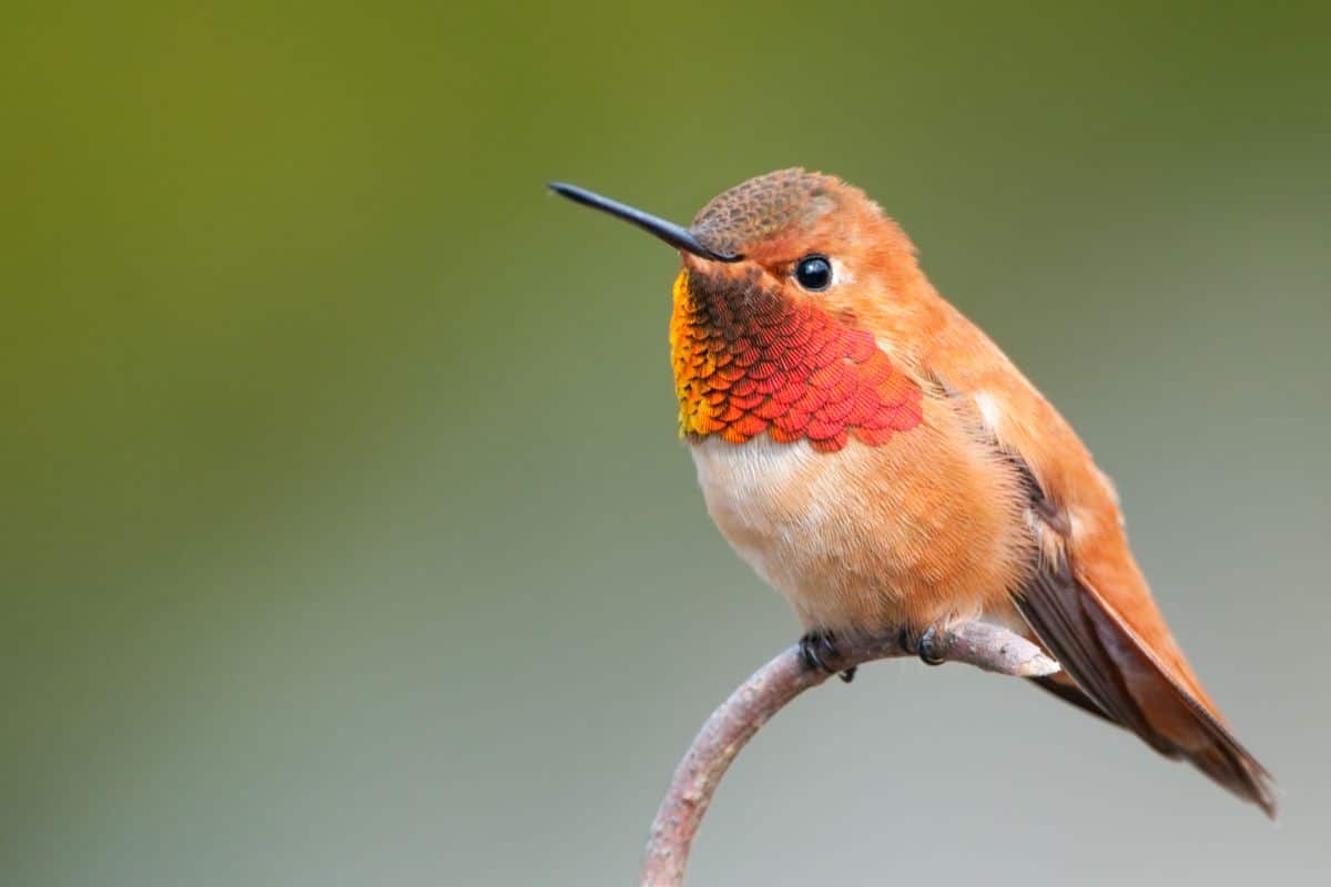 Cute Rufous Hummingbird standing on a thin branch.