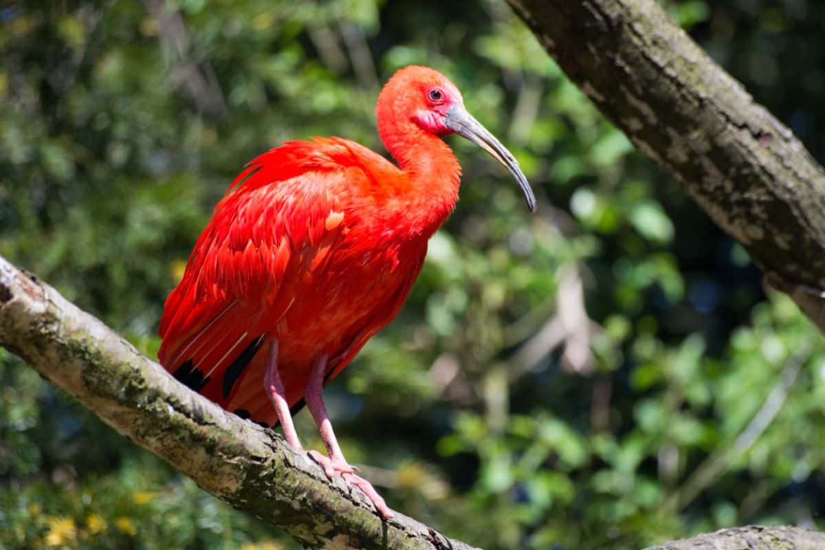A beautiful Scarlet Ibis perched on a tree.