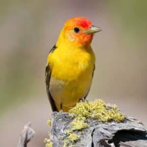 A beautiful Western Tanager perching on an old wooden pole with moss.