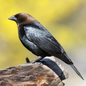 A beautiful brown headed cowbird perching on a wooden log.