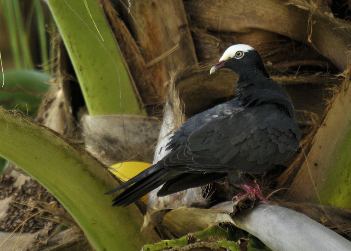 A beautiful White-crowned Pigeon near a big plant.