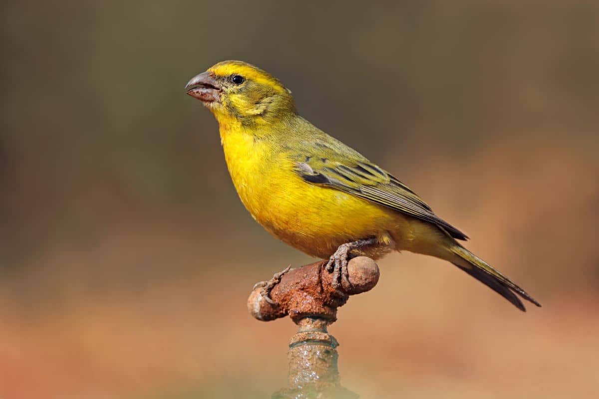 A beautiful Yellow Canary standong on an old rusty metal pole.