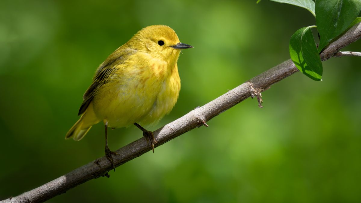 A cute Yellow Warbler perched on a branch.
