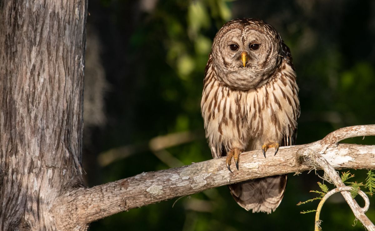 A beautiful Barred Owl perched on a tree at sunset.