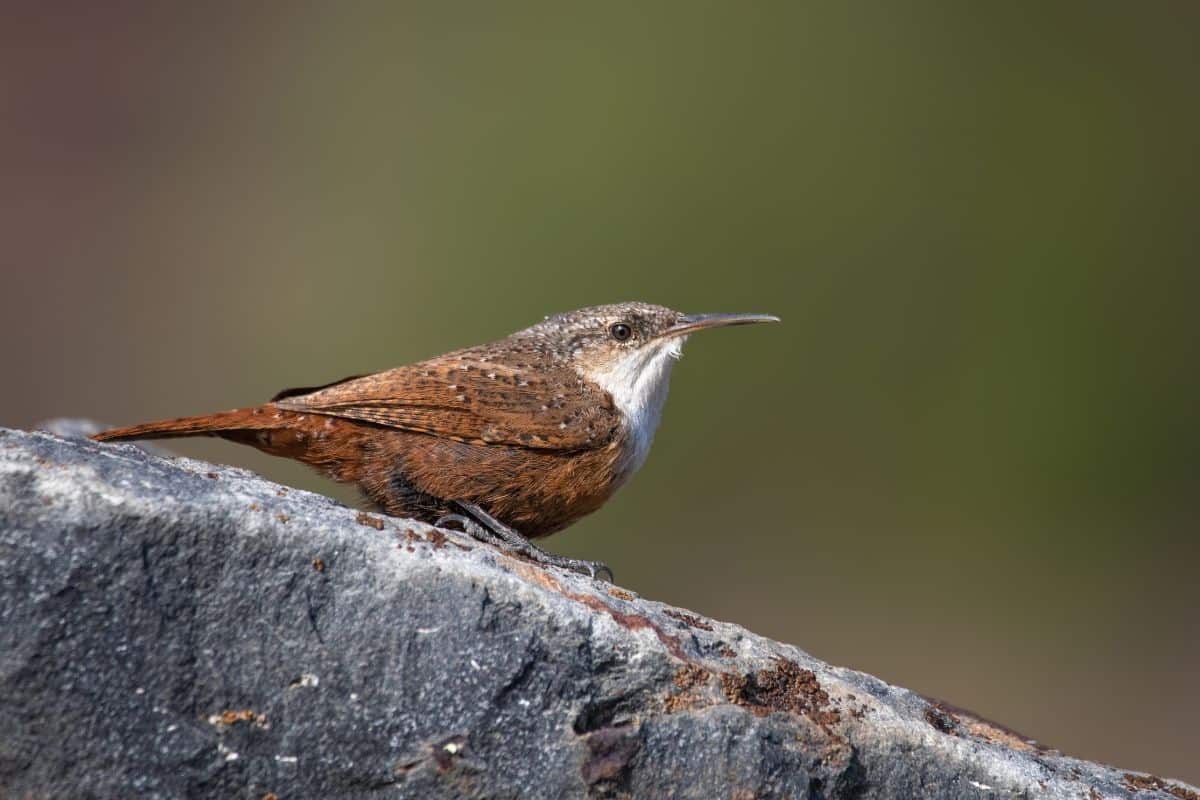 A cute Canyon Wren perched on a big rock.