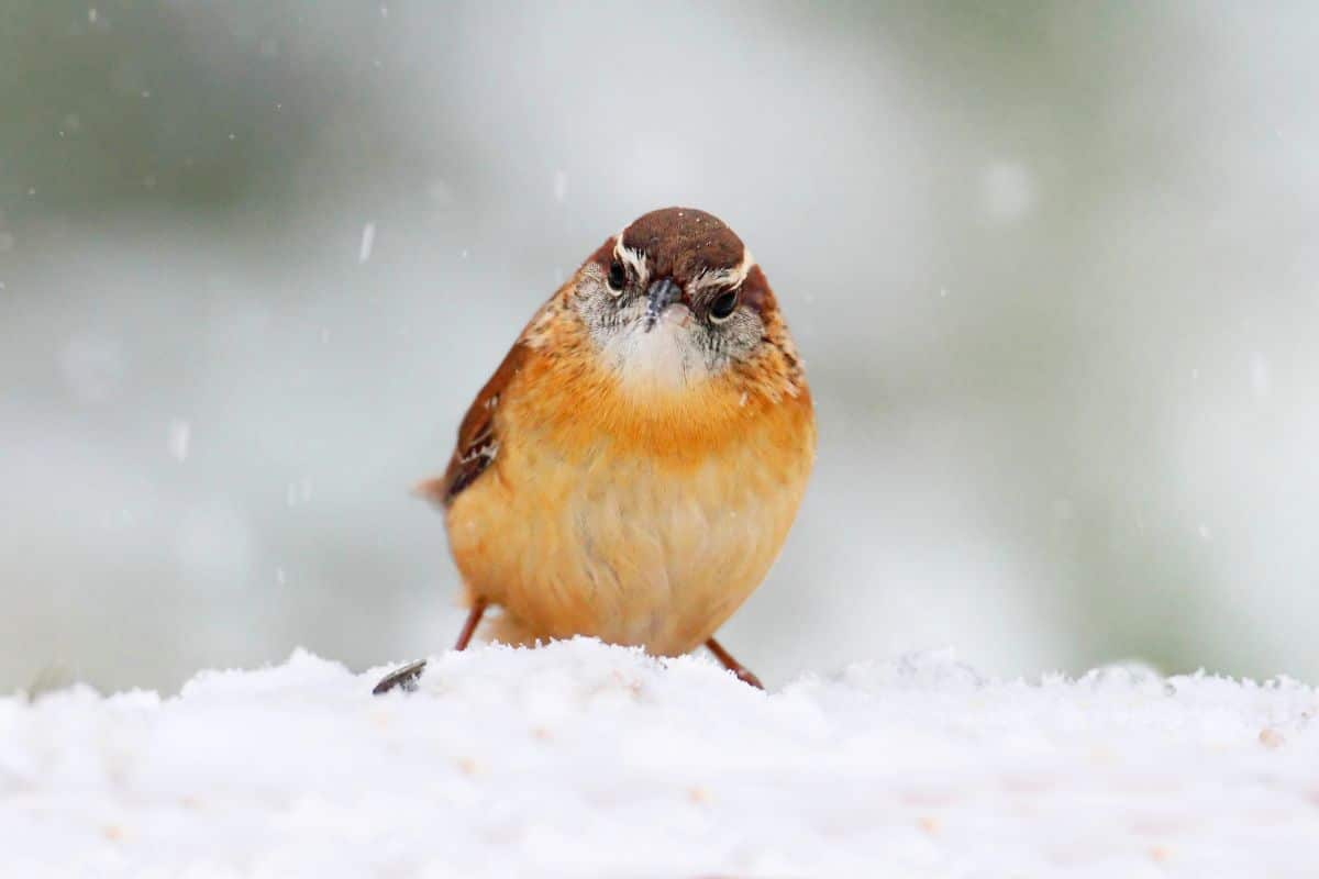 A cute Carolina Wren perching on snow.