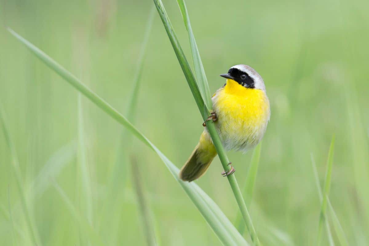 A cute Common Yellowthroat perched on a green stem.