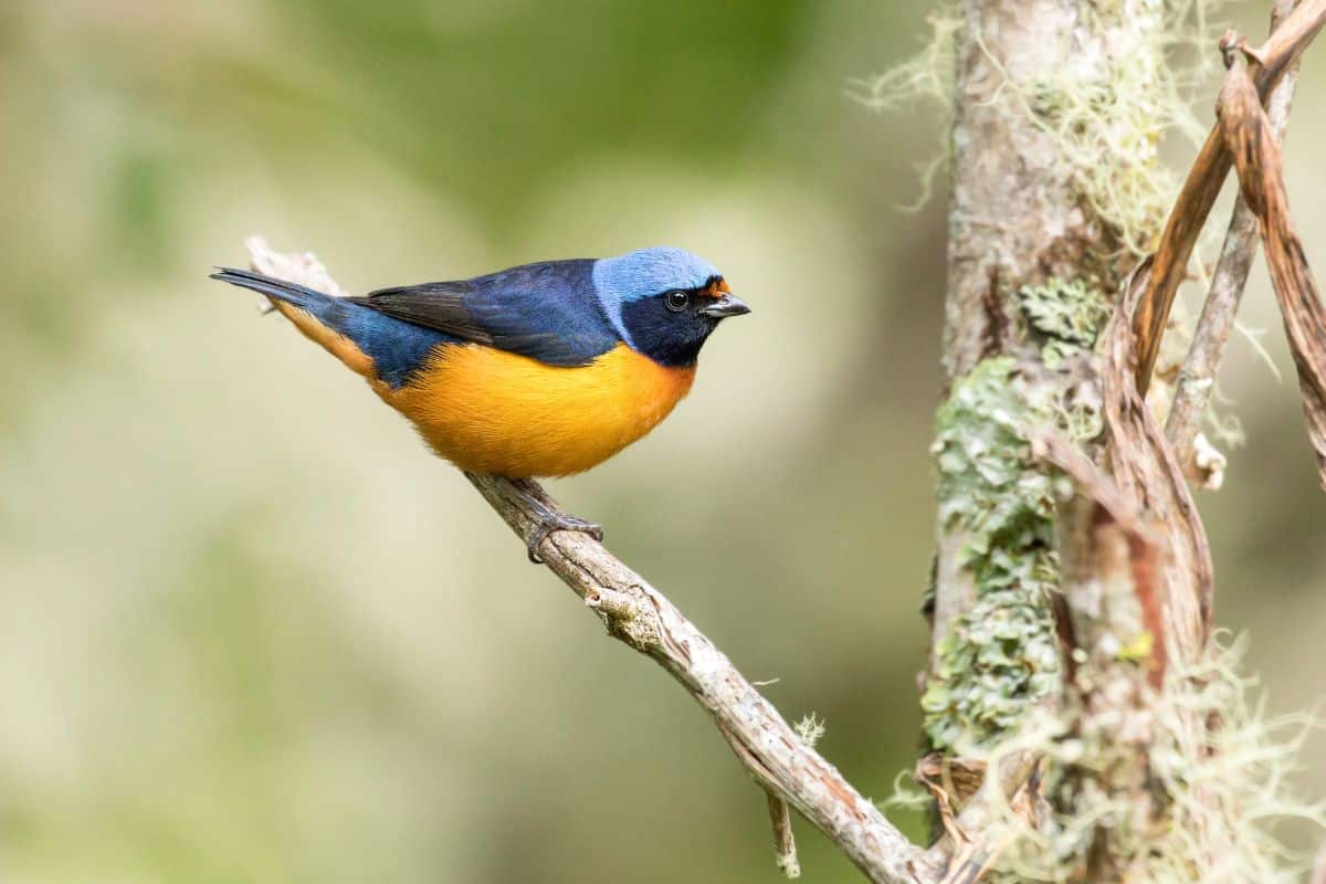 A beautiful Elegant Euphonia standing on a thin tree branch.