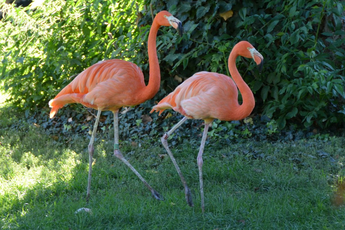 Two Greater Flamingos walking on a green meadow.