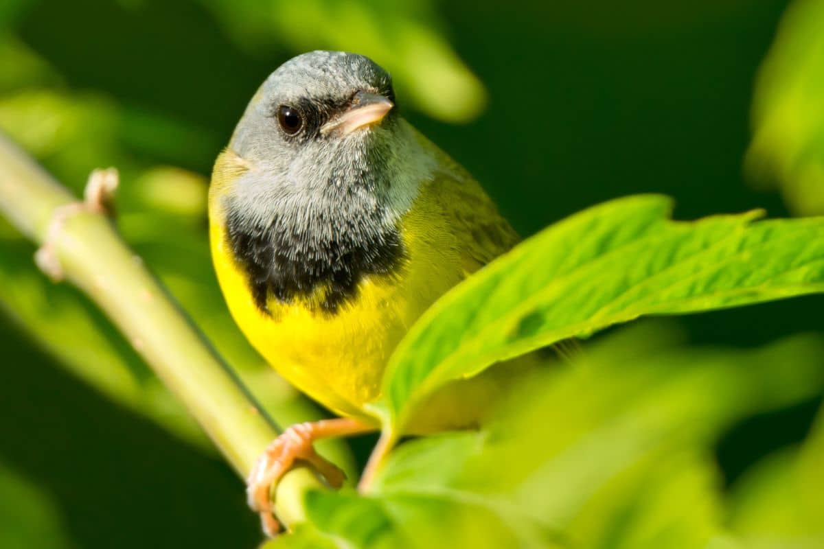 A cute Mourning Warbler perched on a branch with leaves.