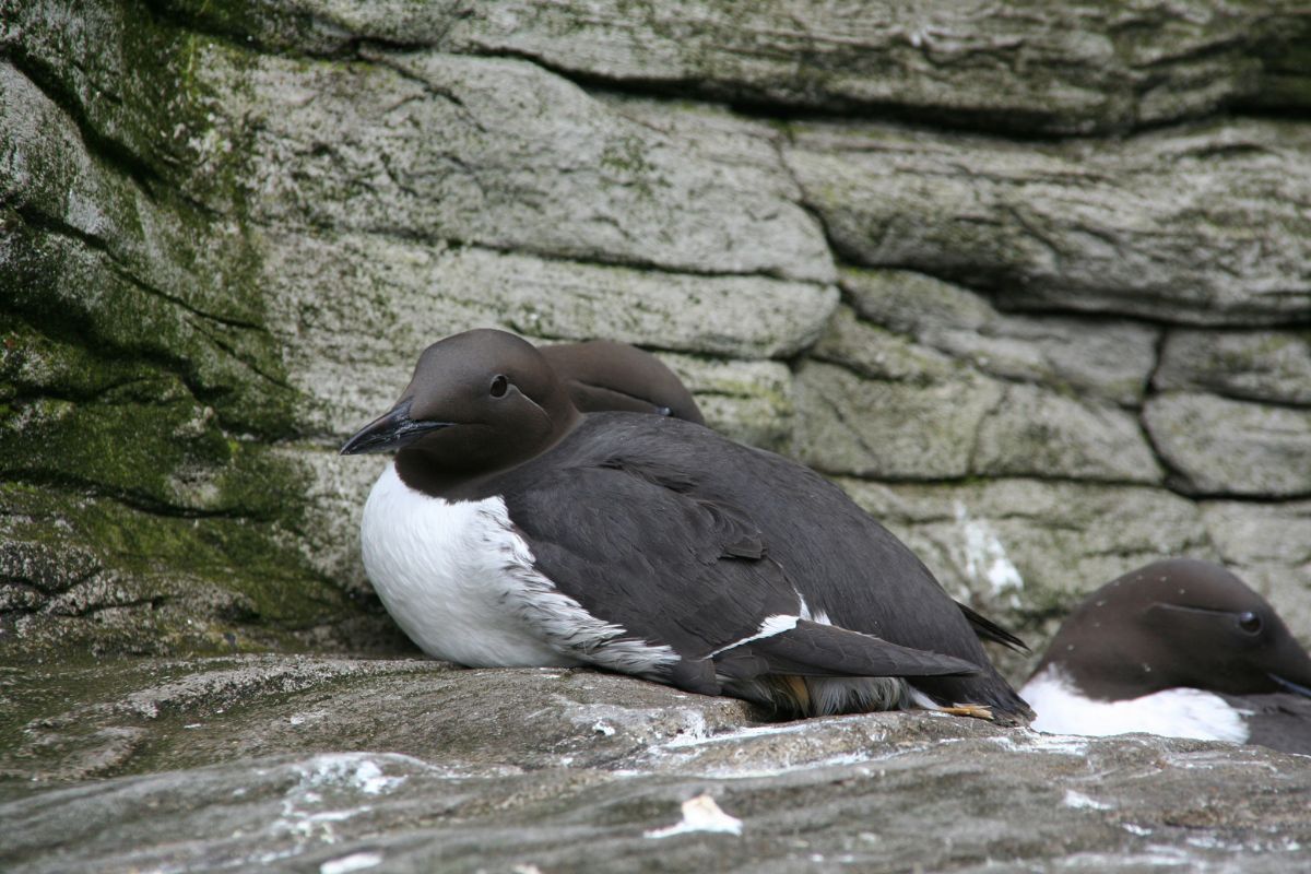 A beautiful Murre perched on a rock.
