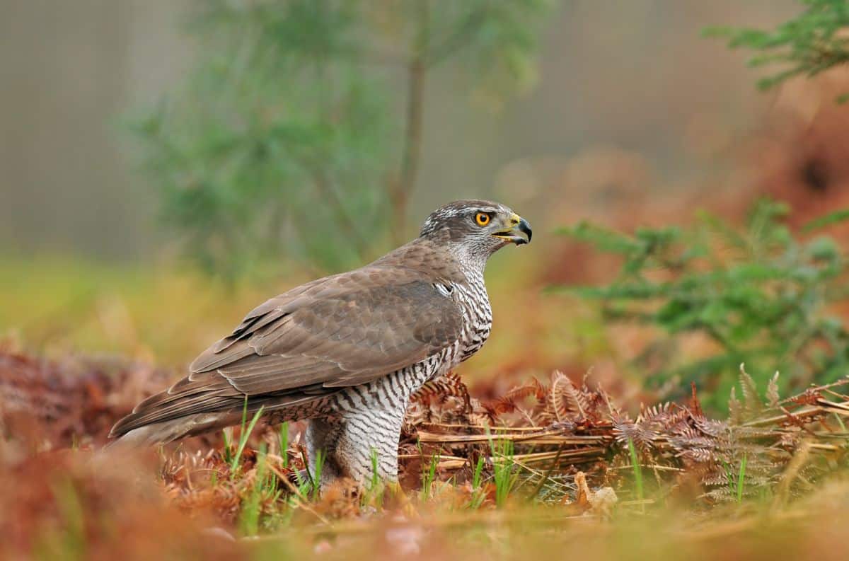 A beautiful Northern Goshawk standing on the ground.