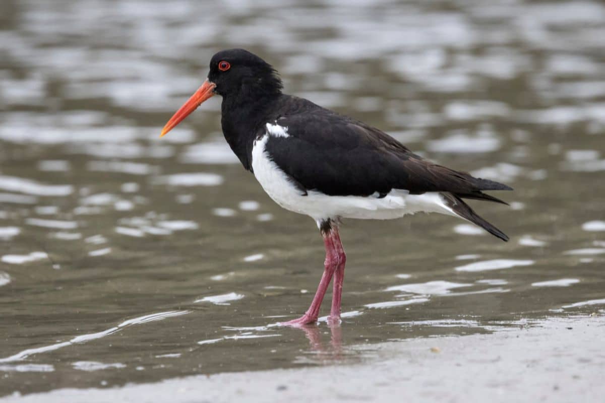 An adorable Pied Oystercatcher standing in a shallow water.