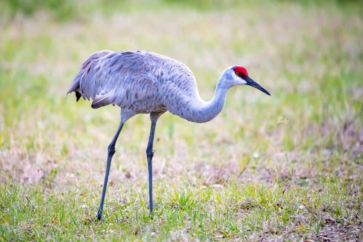 A tall beautiful Sandhill Crane standing on a meadow.
