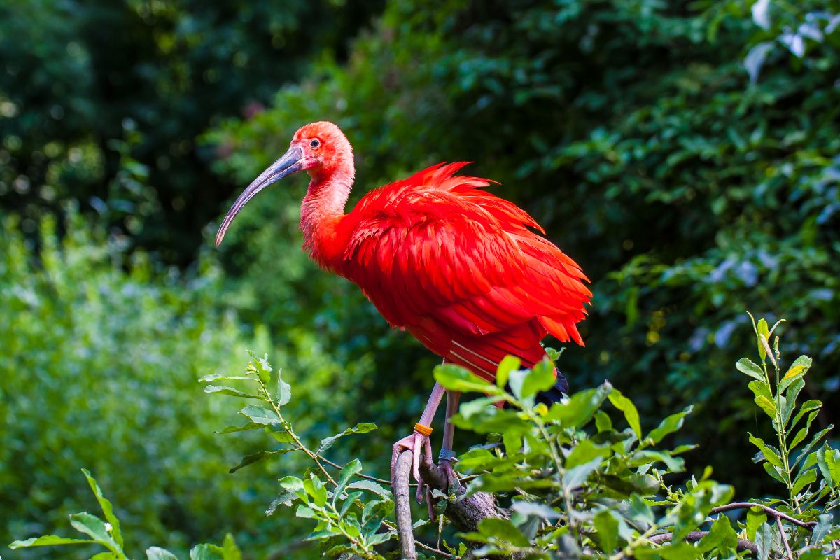 A beautiful Scarlet Ibis perching on a tree branch.