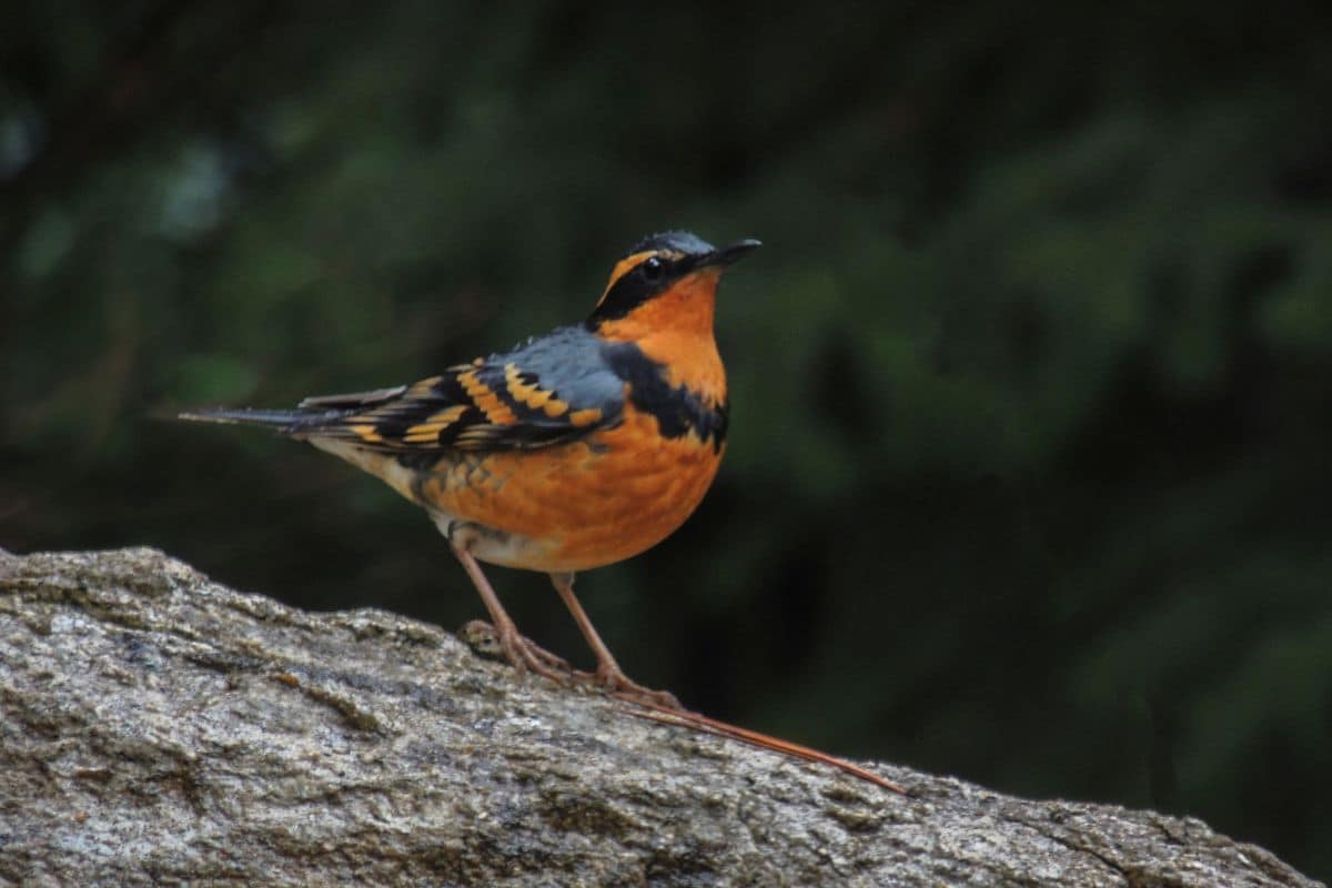 Cute Varied Thrush standing on rock.