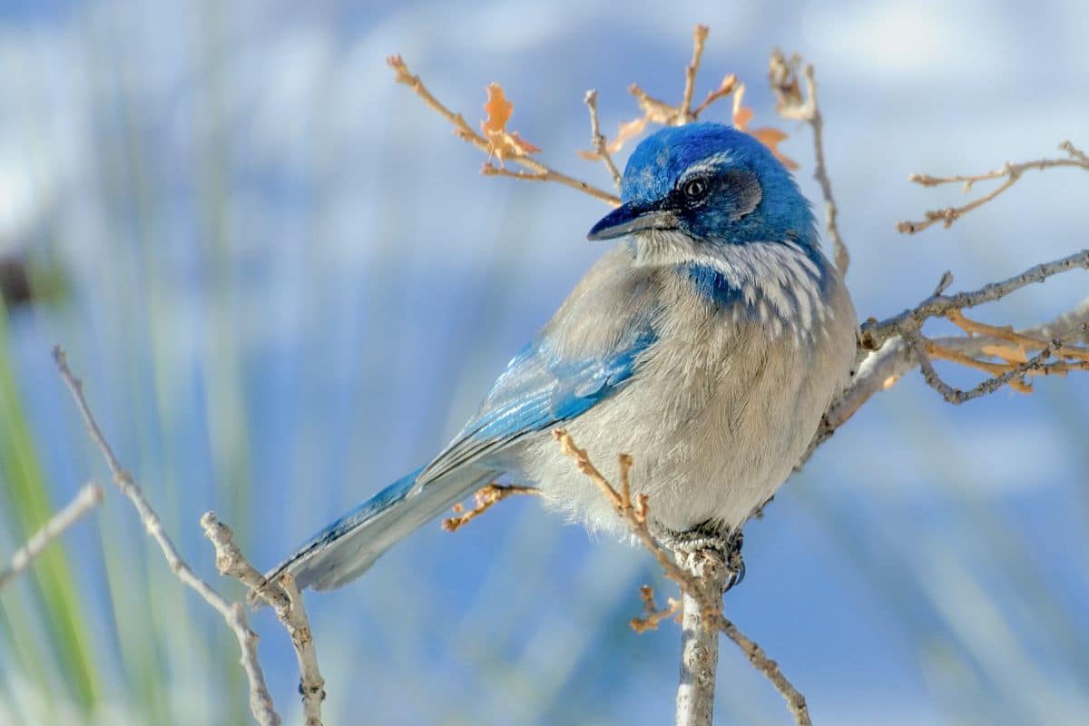 A beautiful Woodhouse’s Scrub Jay perched on a branch.