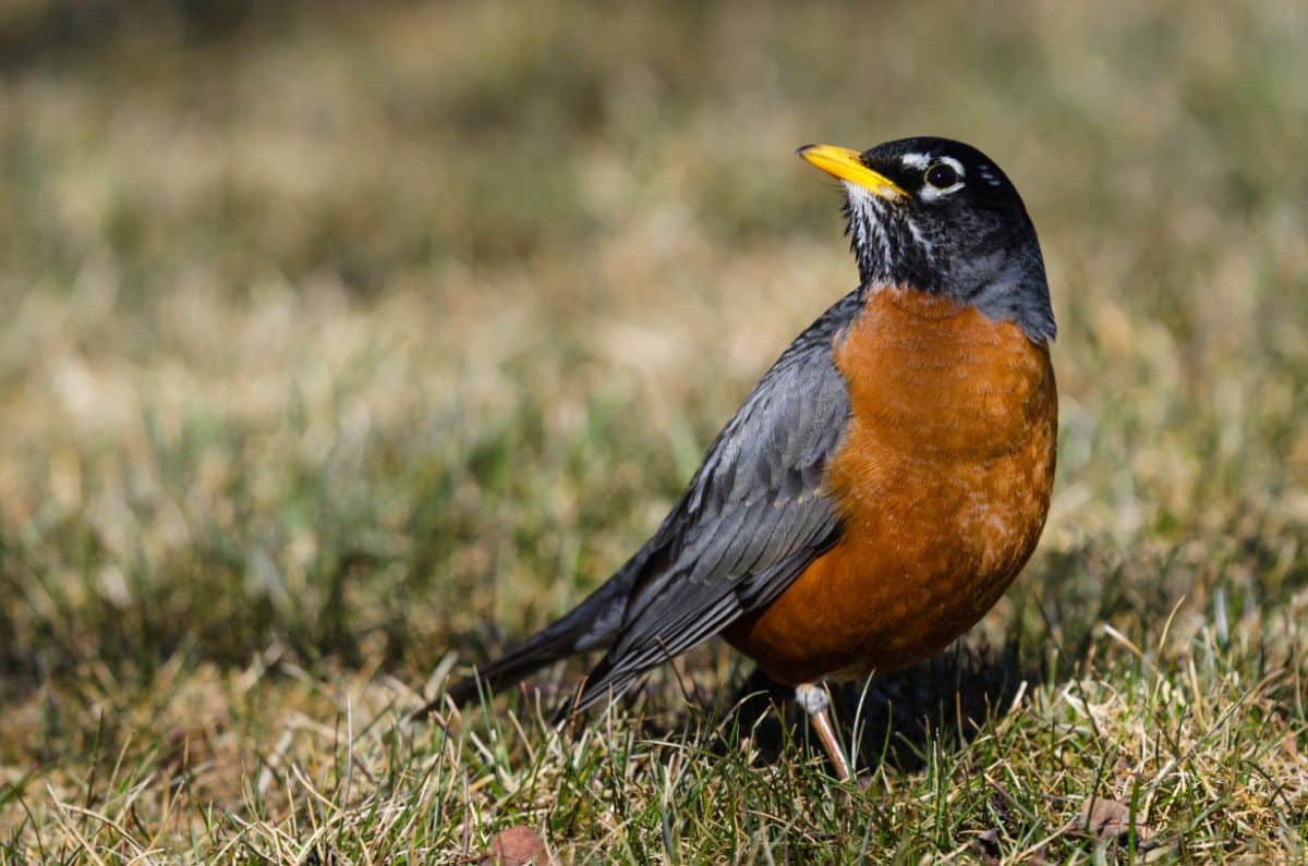 A beautiful American Robin standing on the ground.