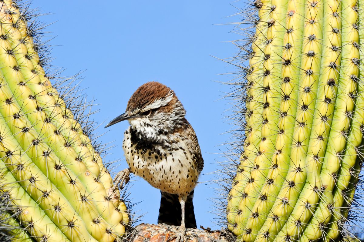 A cute Cactus Wren perched between cactuses.