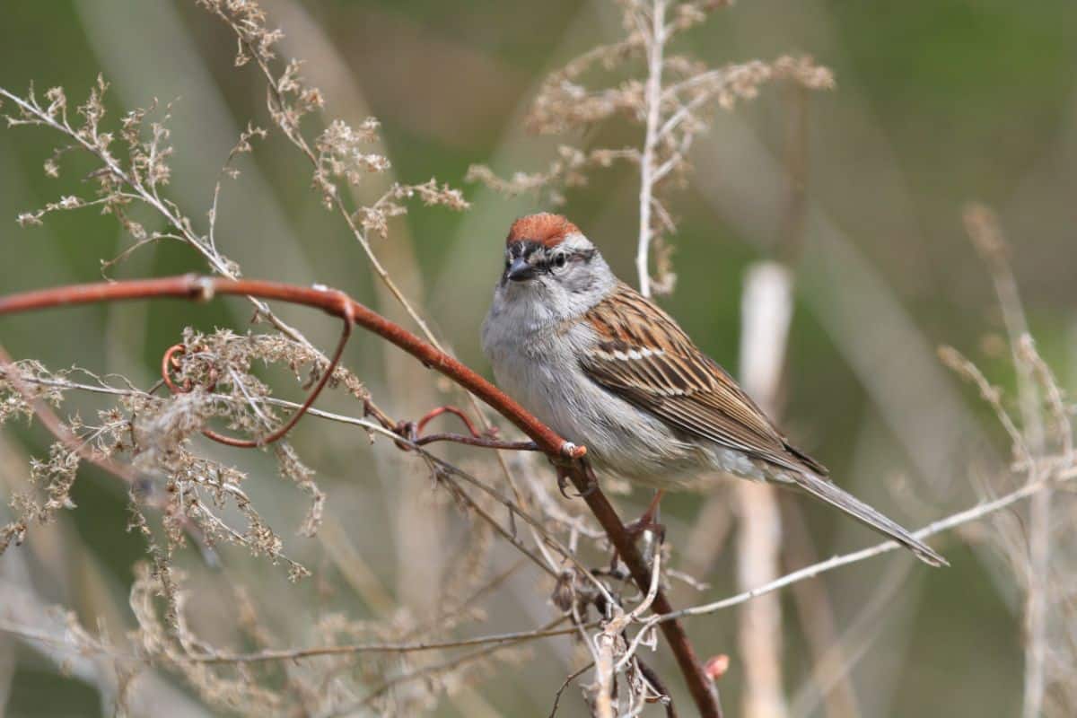 A beautiful Chipping Sparrow perched on a thin branch.