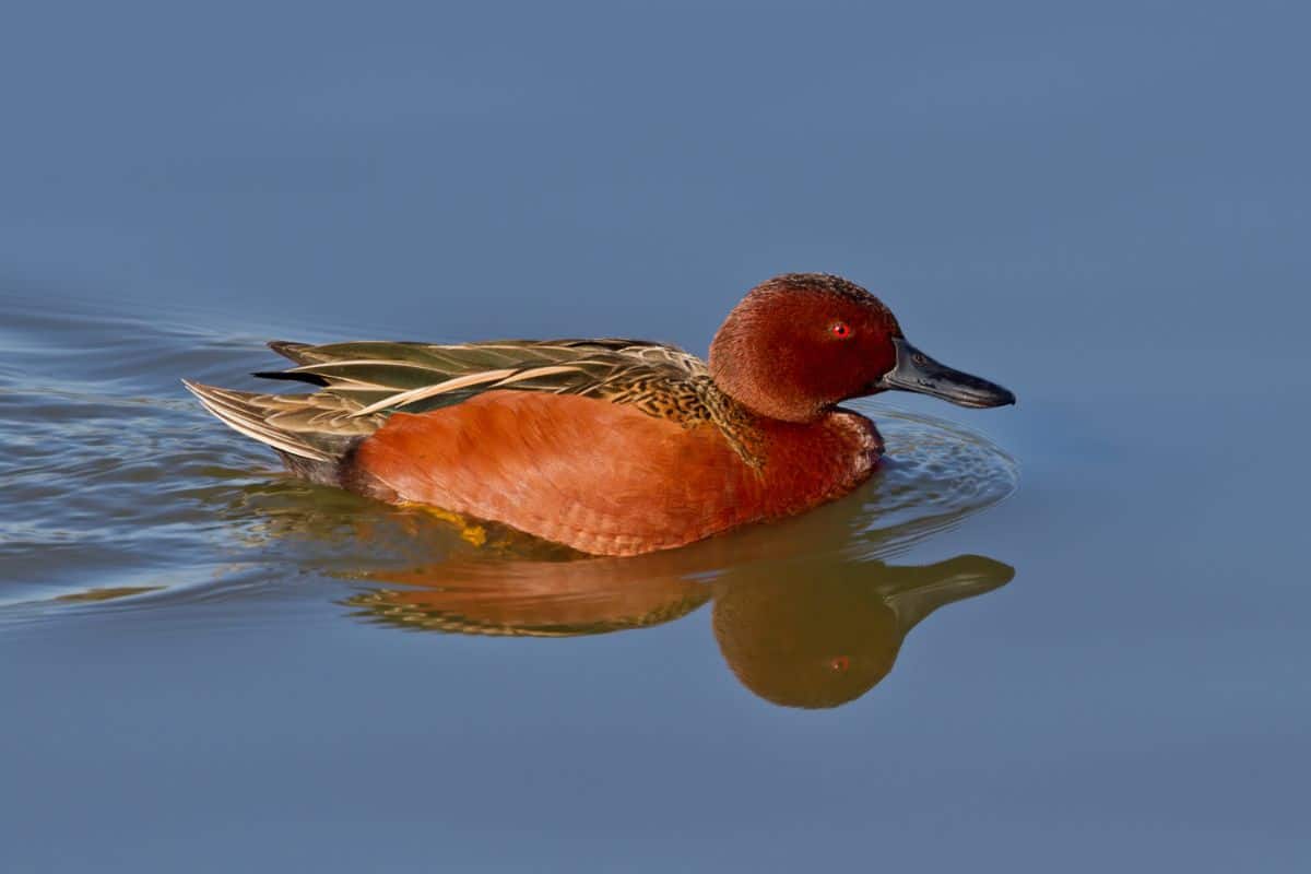 A beautiful Cinnamon Teal swimming in water.