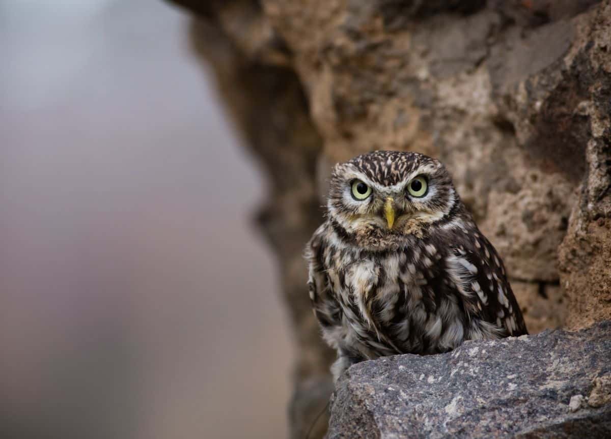 A cute Eastern Screech Owl perched on a rock.