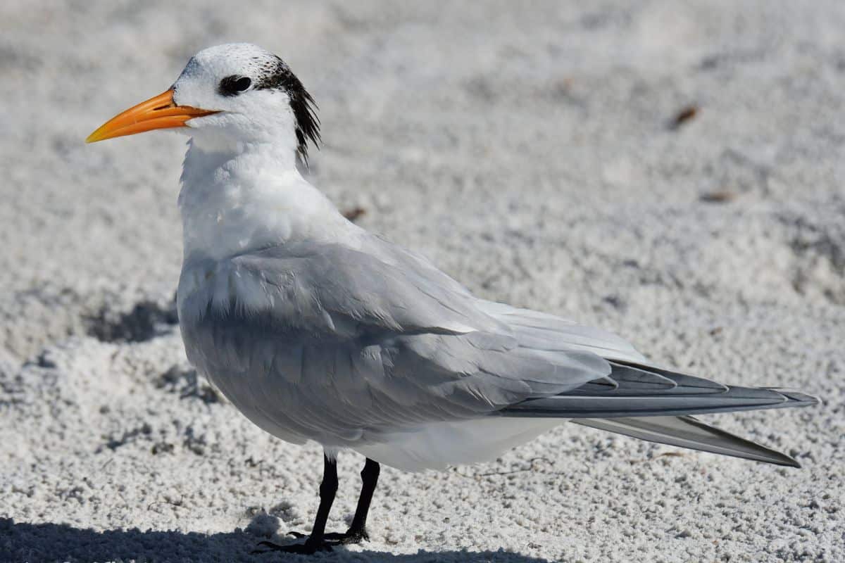 An adorable Elegant Tern standing on a beach on a sunny day.