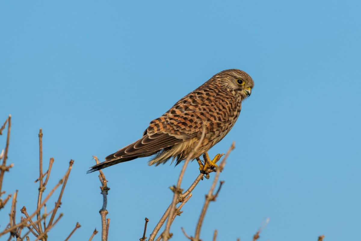 Eurasian Kestrel standing in a tree crown.