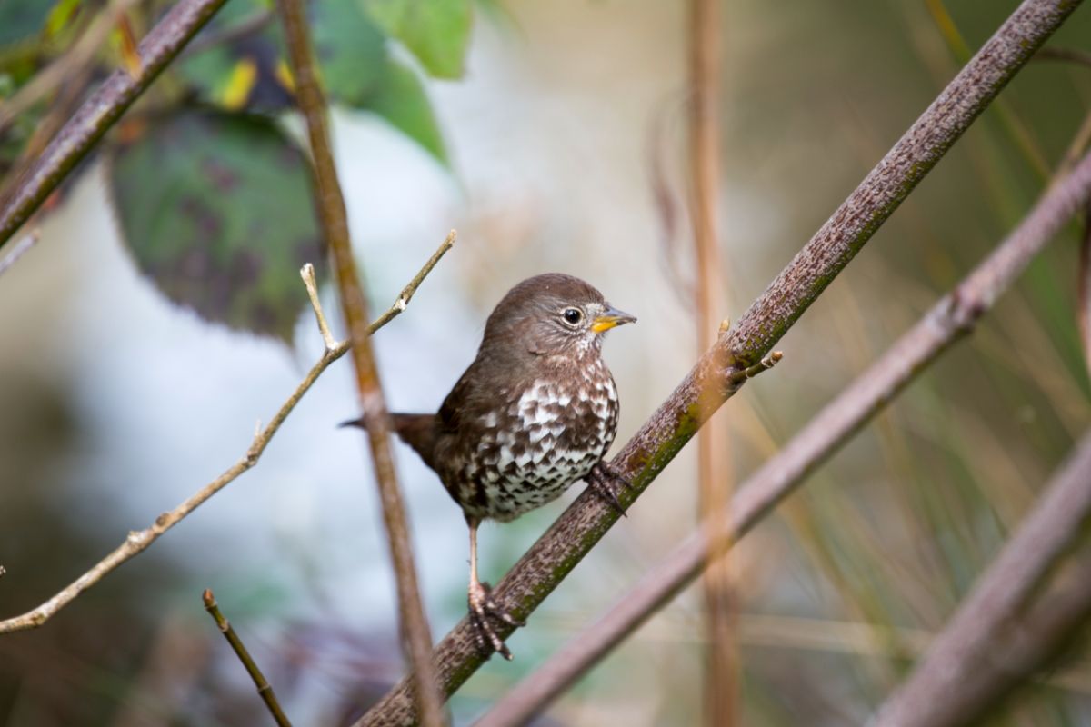 A cute Fox Sparrow perched on a branch.